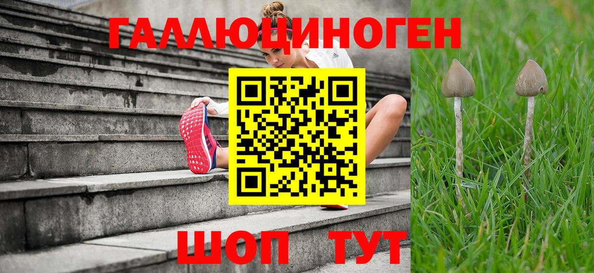 Асино  Галлюциногенные грибы Psilocybe  Вход с VPN 